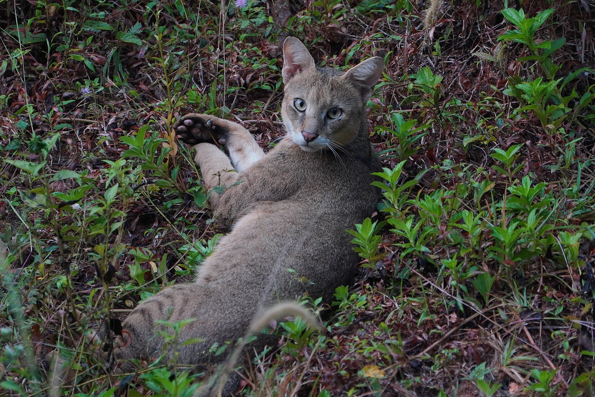 Felis chaus 09542