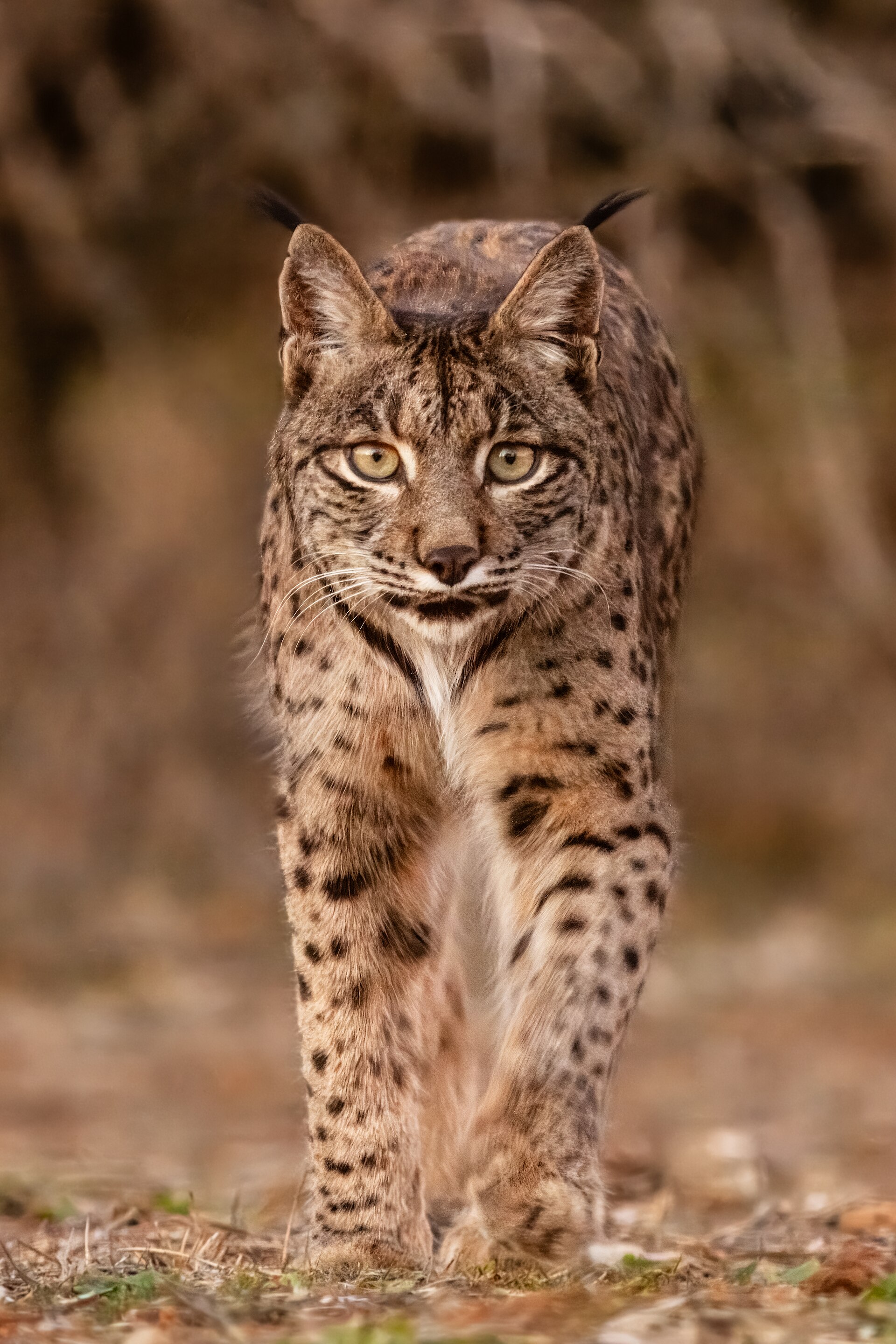 Lince ibérico (Lynx pardinus), Almuradiel, Ciudad Real, España, 2021-12-19, DD 0