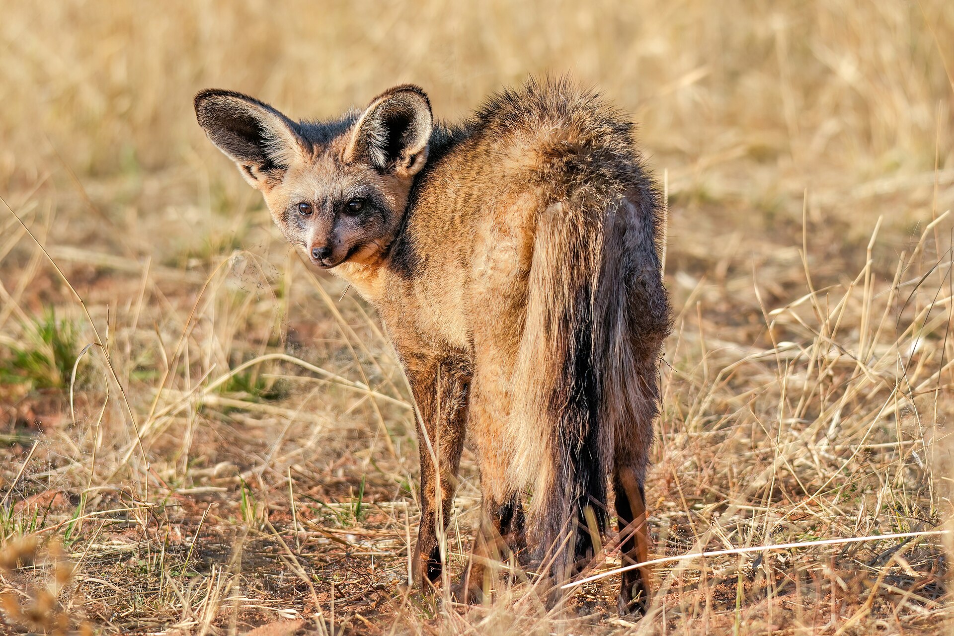 187 Bat-eared fox in Otjozondjupa Region Photo by Giles Laurent